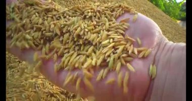 Pirinci kurutan çiftçiler