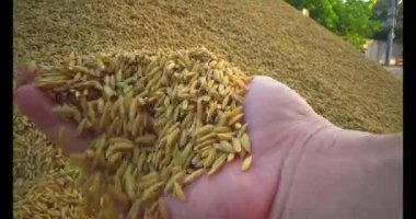 Pirinci kurutan çiftçiler