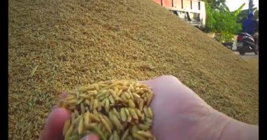 Pirinci kurutan çiftçiler