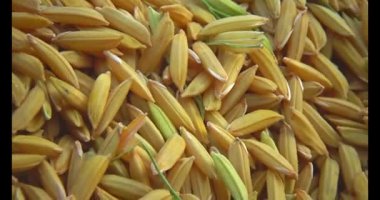 Pirinci kurutan çiftçiler