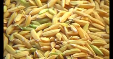 Pirinci kurutan çiftçiler