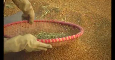 Pirinci kurutan çiftçiler