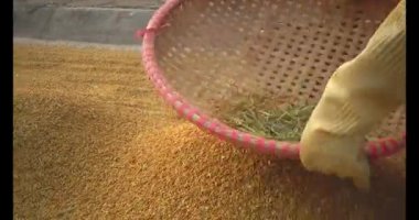 Pirinci kurutan çiftçiler