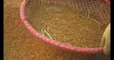 Pirinci kurutan çiftçiler