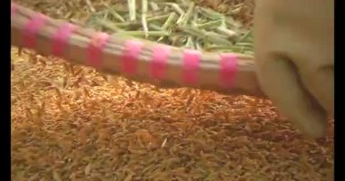 Pirinci kurutan çiftçiler