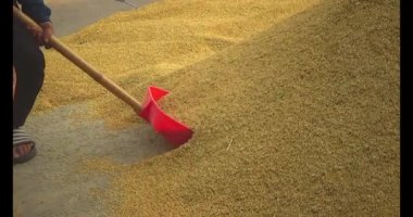 Pirinci kurutan çiftçiler