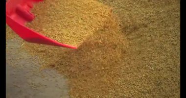 Pirinci kurutan çiftçiler