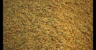 Pirinci kurutan çiftçiler