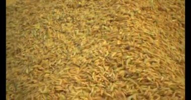 Pirinci kurutan çiftçiler