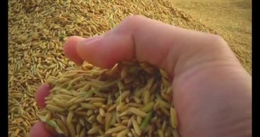 Pirinci kurutan çiftçiler