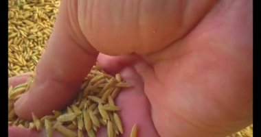 Pirinci kurutan çiftçiler