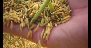 Pirinci kurutan çiftçiler