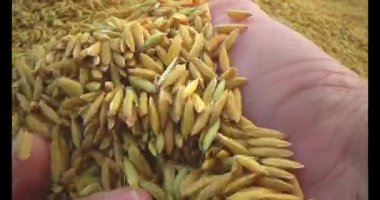 Pirinci kurutan çiftçiler