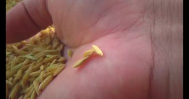 Pirinci kurutan çiftçiler