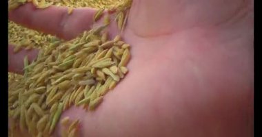 Pirinci kurutan çiftçiler