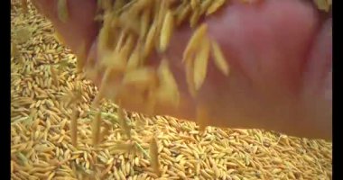 Pirinci kurutan çiftçiler