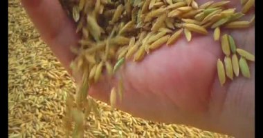 Pirinci kurutan çiftçiler