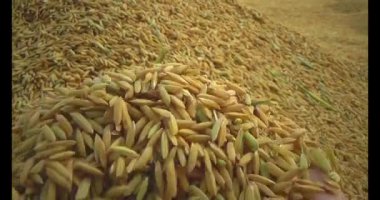 Pirinci kurutan çiftçiler