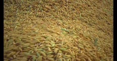 Pirinci kurutan çiftçiler