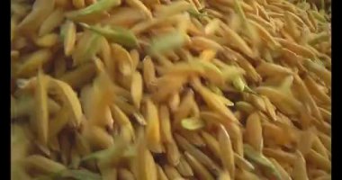 Pirinci kurutan çiftçiler