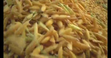 Pirinci kurutan çiftçiler