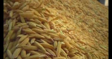 Pirinci kurutan çiftçiler