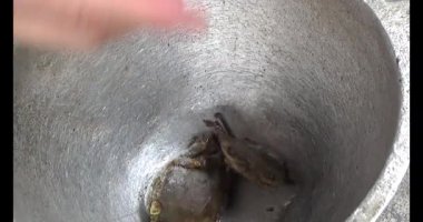 Çorba yapmak için tokmaklı yengeç