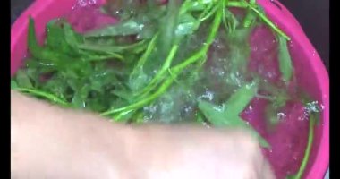 Su ıspanağını yıka ve pişir.