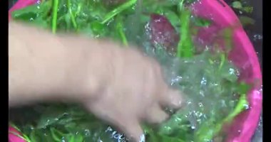 Su ıspanağını yıka ve pişir.