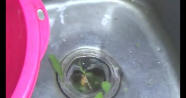 Su ıspanağını yıka ve pişir.