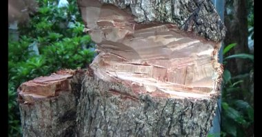 Ağacı bıçakla kesen adam.