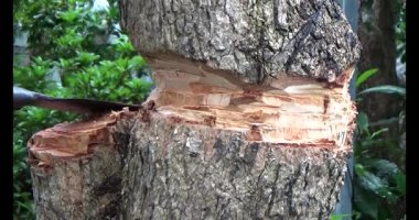 Ağacı bıçakla kesen adam.