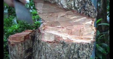 Ağacı bıçakla kesen adam.