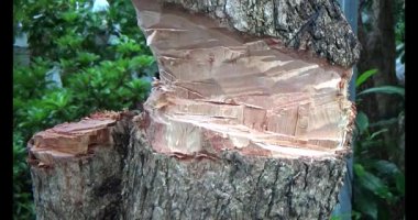 Ağacı bıçakla kesen adam.