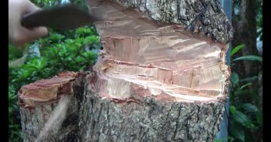 Ağacı bıçakla kesen adam.