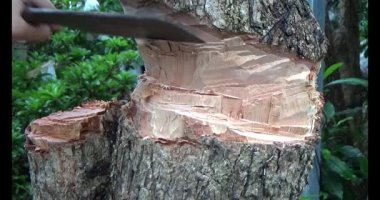 Ağacı bıçakla kesen adam.