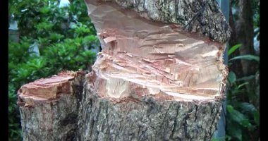 Ağacı bıçakla kesen adam.