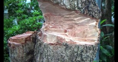 Ağacı bıçakla kesen adam.