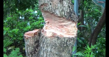 Ağacı bıçakla kesen adam.