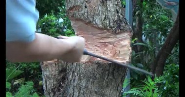 Ağacı bıçakla kesen adam.