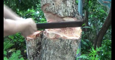 Ağacı bıçakla kesen adam.