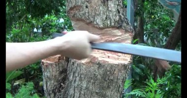 Ağacı bıçakla kesen adam.