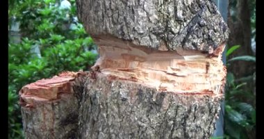 Ağacı bıçakla kesen adam.