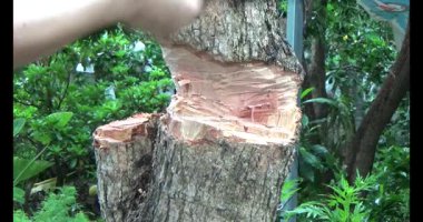 Ağacı bıçakla kesen adam.