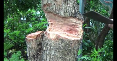 Ağacı bıçakla kesen adam.