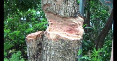 Ağacı bıçakla kesen adam.