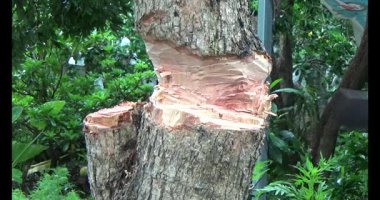 Ağacı bıçakla kesen adam.