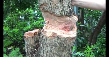 Ağacı bıçakla kesen adam.