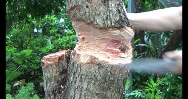 Ağacı bıçakla kesen adam.