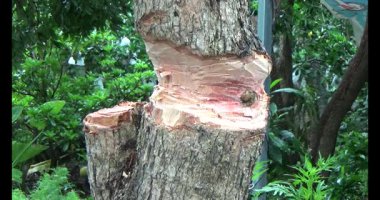 Ağacı bıçakla kesen adam.